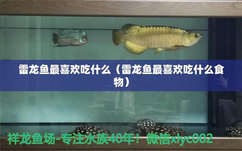 雷龍魚最喜歡吃什么（雷龍魚最喜歡吃什么食物）