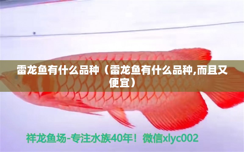 雷龍魚有什么品種（雷龍魚有什么品種,而且又便宜）