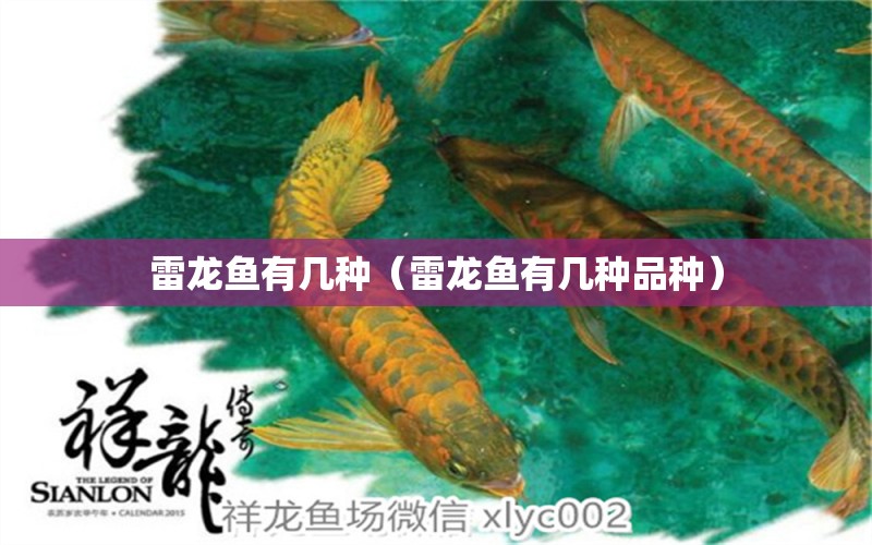 雷龍魚有幾種（雷龍魚有幾種品種） 祥龍水族醫(yī)院