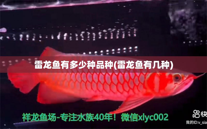 雷龍魚有多少種品種(雷龍魚有幾種) 豹紋夫魚苗