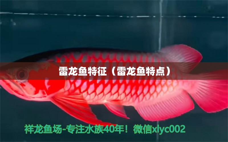 雷龍魚特征（雷龍魚特點） 祥龍水族醫(yī)院