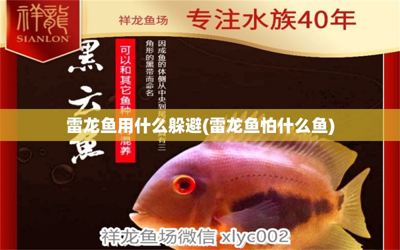 雷龍魚(yú)用什么躲避(雷龍魚(yú)怕什么魚(yú)) 廣州水族批發(fā)市場(chǎng) 第1張