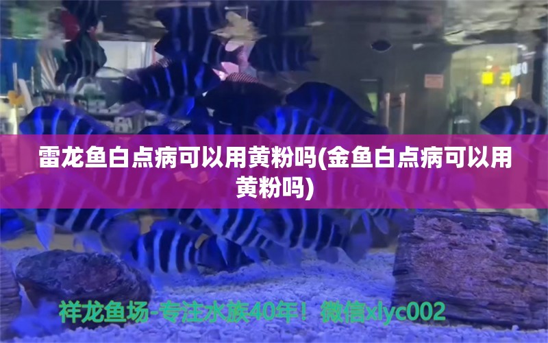 雷龍魚白點(diǎn)病可以用黃粉嗎(金魚白點(diǎn)病可以用黃粉嗎)