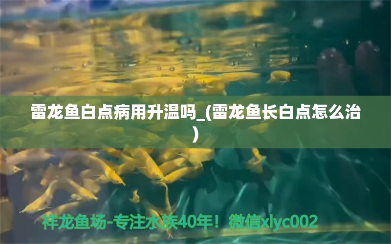 雷龍魚白點病用升溫嗎_(雷龍魚長白點怎么治)