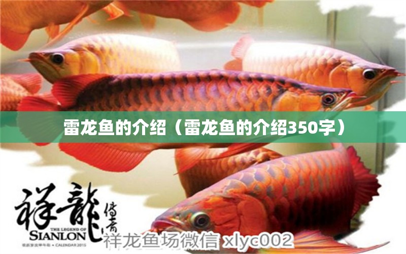 雷龍魚的介紹（雷龍魚的介紹350字） 廣州龍魚批發(fā)市場