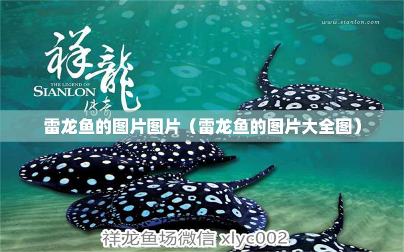 雷龍魚的圖片圖片（雷龍魚的圖片大全圖） 觀賞魚市場（混養(yǎng)魚）