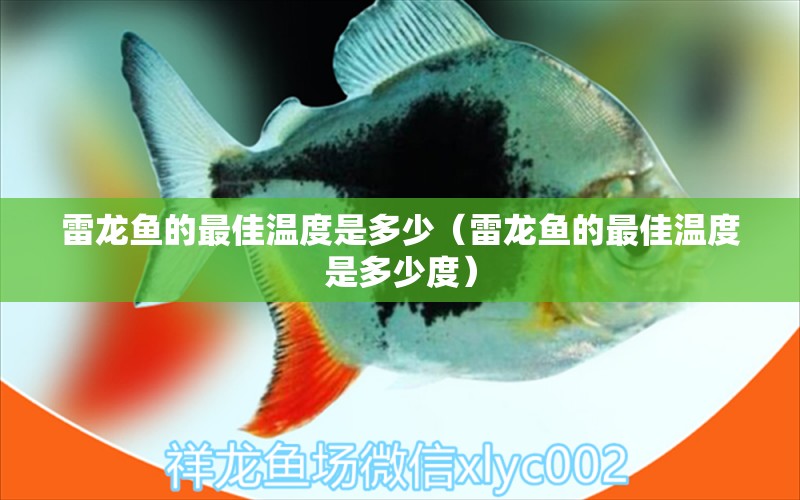 雷龍魚的最佳溫度是多少（雷龍魚的最佳溫度是多少度） 祥龍魚場