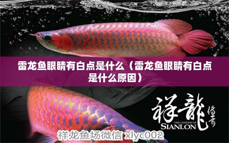 雷龍魚眼睛有白點(diǎn)是什么（雷龍魚眼睛有白點(diǎn)是什么原因）