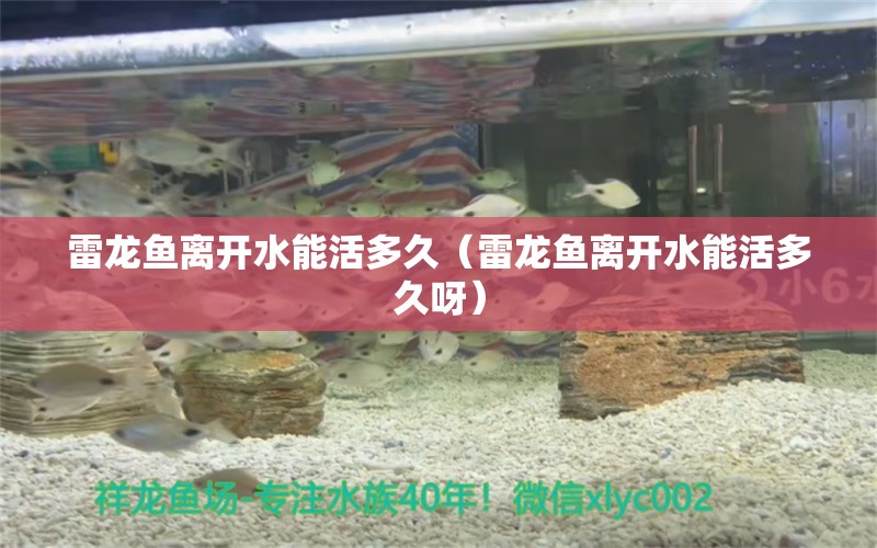 雷龍魚離開水能活多久（雷龍魚離開水能活多久呀） 水族用品