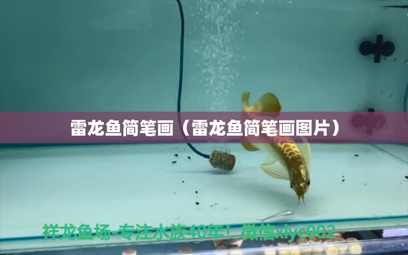 雷龍魚簡筆畫（雷龍魚簡筆畫圖片）