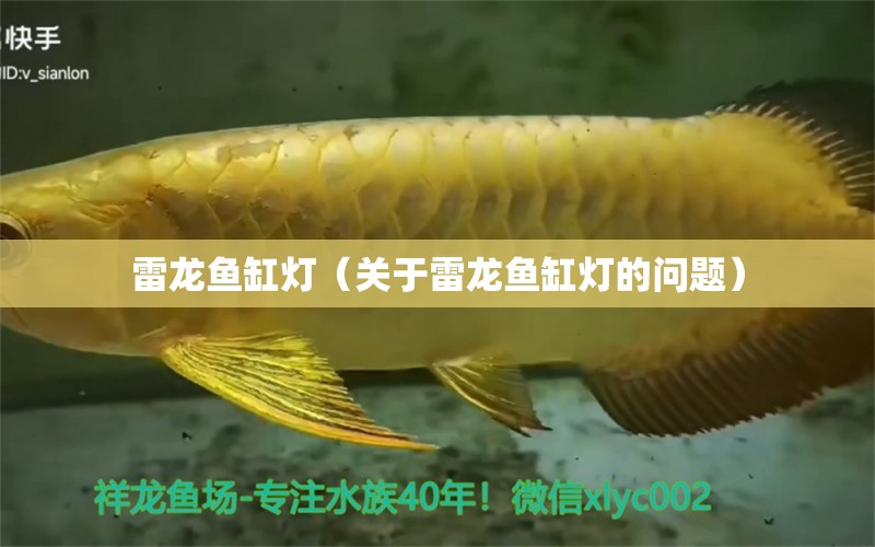 雷龍魚缸燈（關(guān)于雷龍魚缸燈的問題） 水族問答 第1張