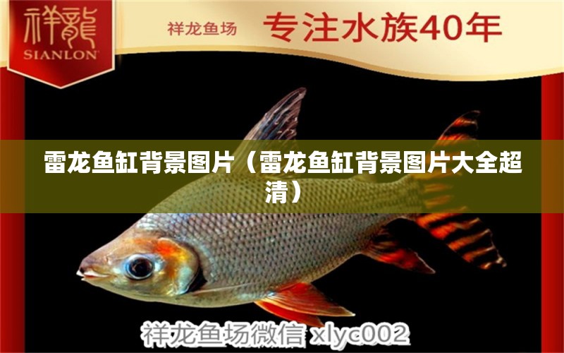 雷龍魚(yú)缸背景圖片（雷龍魚(yú)缸背景圖片大全超清） 水族用品