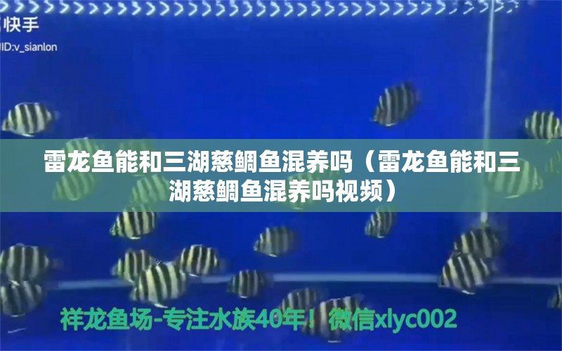 雷龍魚能和三湖慈鯛魚混養(yǎng)嗎（雷龍魚能和三湖慈鯛魚混養(yǎng)嗎視頻）