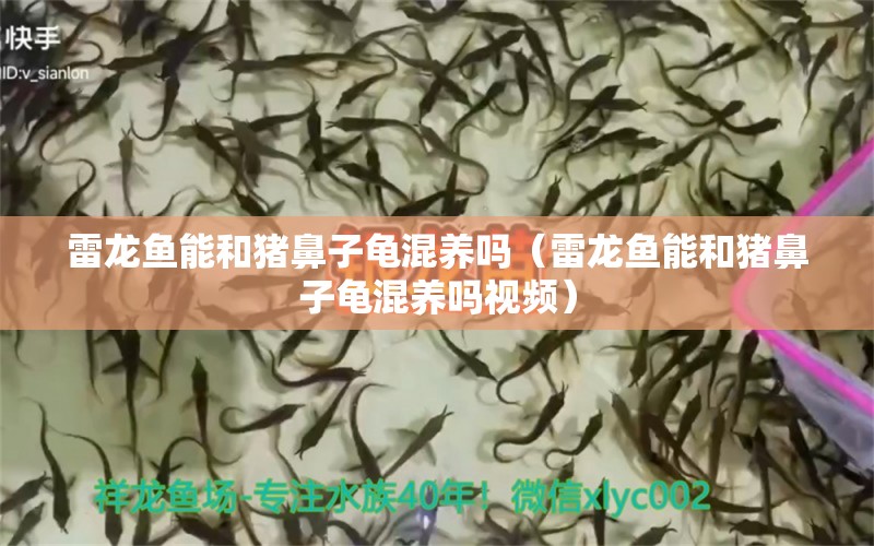 雷龍魚能和豬鼻子龜混養(yǎng)嗎（雷龍魚能和豬鼻子龜混養(yǎng)嗎視頻）