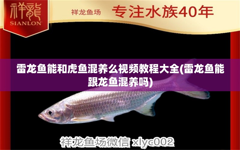 雷龍魚能和虎魚混養(yǎng)么視頻教程大全(雷龍魚能跟龍魚混養(yǎng)嗎) 虎魚百科