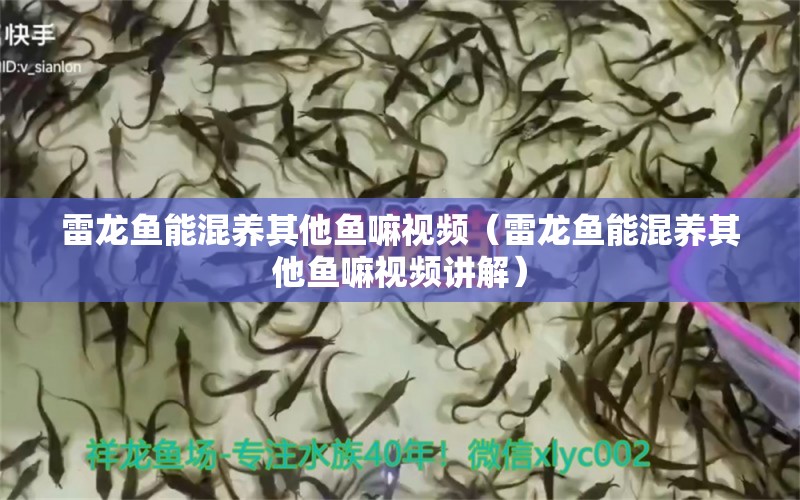 雷龍魚能混養(yǎng)其他魚嘛視頻（雷龍魚能混養(yǎng)其他魚嘛視頻講解） 祥龍水族醫(yī)院