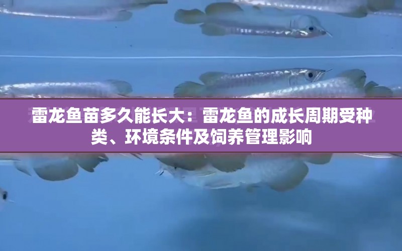 雷龍魚苗多久能長大：雷龍魚的成長周期受種類、環(huán)境條件及飼養(yǎng)管理影響 水族問答