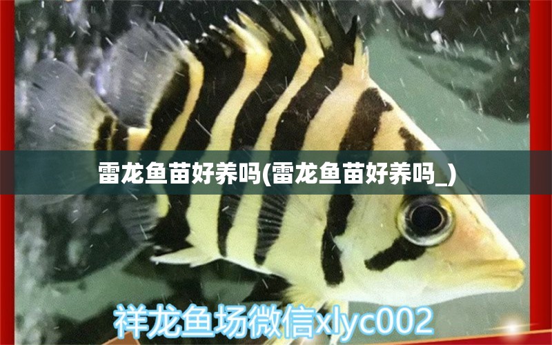 雷龍魚苗好養(yǎng)嗎(雷龍魚苗好養(yǎng)嗎_) 可麗愛魚缸