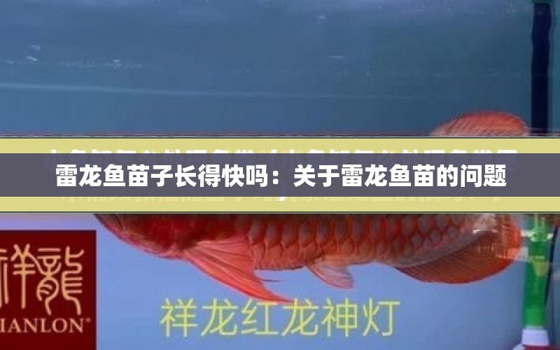 雷龍魚苗子長得快嗎：關(guān)于雷龍魚苗的問題 水族問答