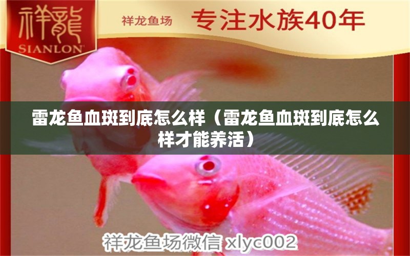 雷龍魚血斑到底怎么樣（雷龍魚血斑到底怎么樣才能養(yǎng)活） 夢幻雷龍魚