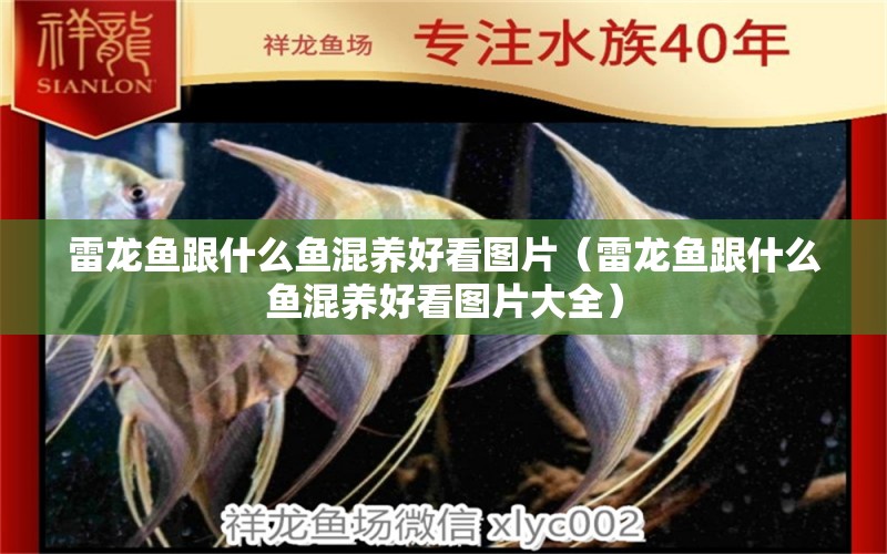 雷龍魚跟什么魚混養(yǎng)好看圖片（雷龍魚跟什么魚混養(yǎng)好看圖片大全）