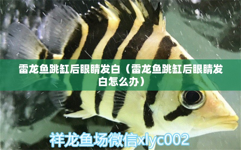 雷龍魚跳缸后眼睛發(fā)白（雷龍魚跳缸后眼睛發(fā)白怎么辦） 祥龍魚場