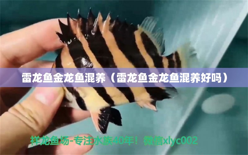 雷龍魚金龍魚混養(yǎng)（雷龍魚金龍魚混養(yǎng)好嗎） 祥龍水族醫(yī)院