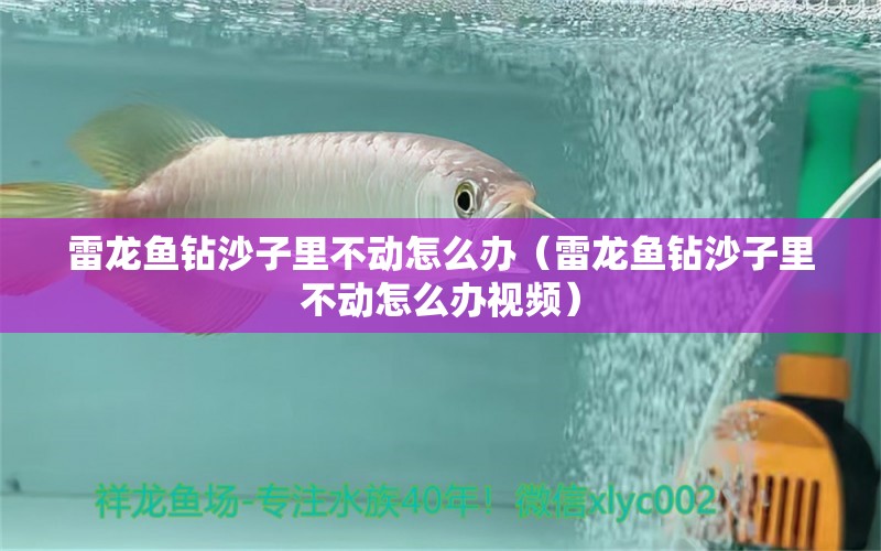 雷龍魚鉆沙子里不動怎么辦（雷龍魚鉆沙子里不動怎么辦視頻）