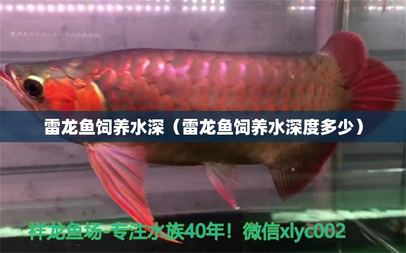 雷龍魚飼養(yǎng)水深（雷龍魚飼養(yǎng)水深度多少）