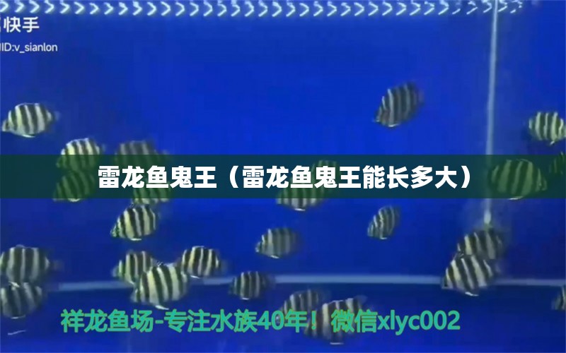 雷龍魚鬼王（雷龍魚鬼王能長多大） 廣州龍魚批發(fā)市場