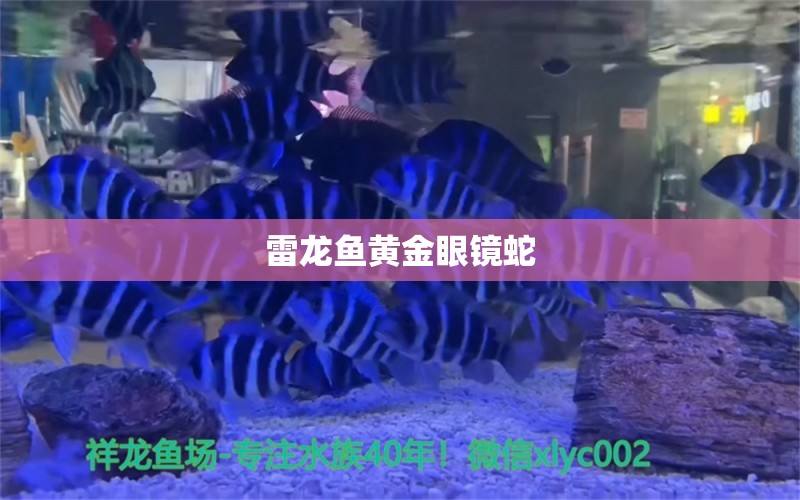 雷龍魚黃金眼鏡蛇