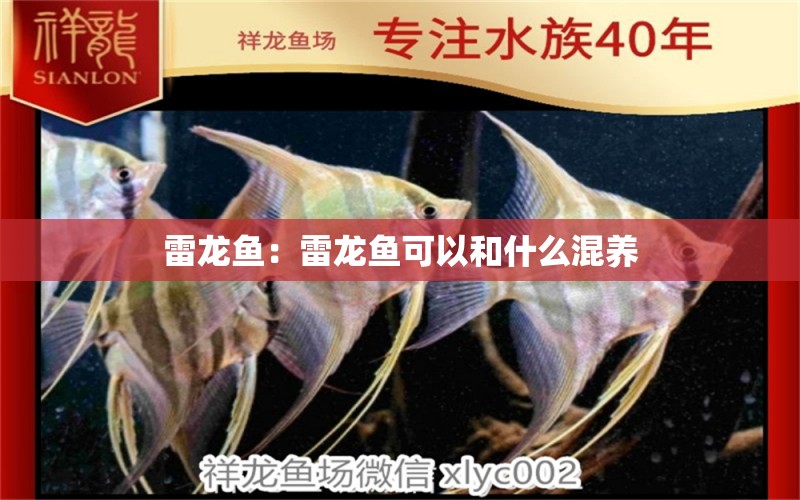 雷龍魚(yú)：雷龍魚(yú)可以和什么混養(yǎng)