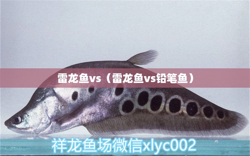 雷龍魚vs（雷龍魚vs鉛筆魚） 廣州龍魚批發(fā)市場