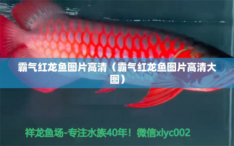 霸氣紅龍魚圖片高清（霸氣紅龍魚圖片高清大圖） 量子養(yǎng)魚技術(shù)