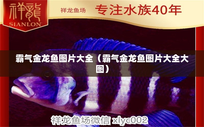 霸氣金龍魚圖片大全（霸氣金龍魚圖片大全大圖）