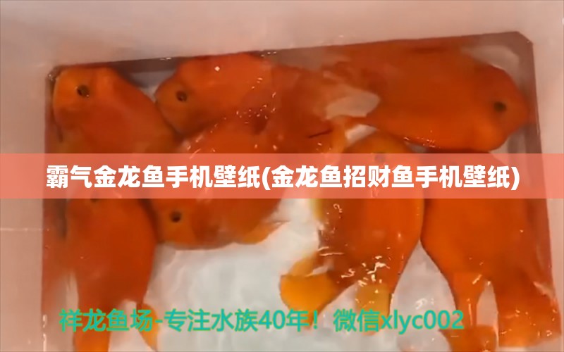 霸氣金龍魚手機壁紙(金龍魚招財魚手機壁紙) 福滿鉆魚