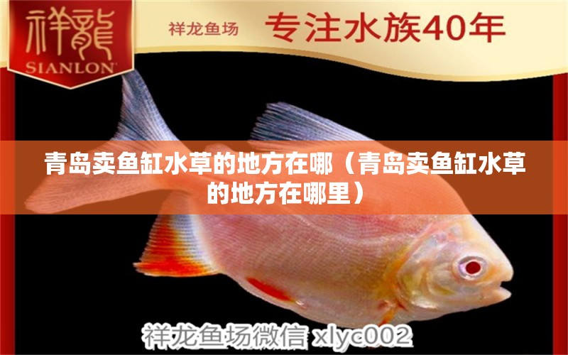 青島賣魚缸水草的地方在哪（青島賣魚缸水草的地方在哪里） 水草