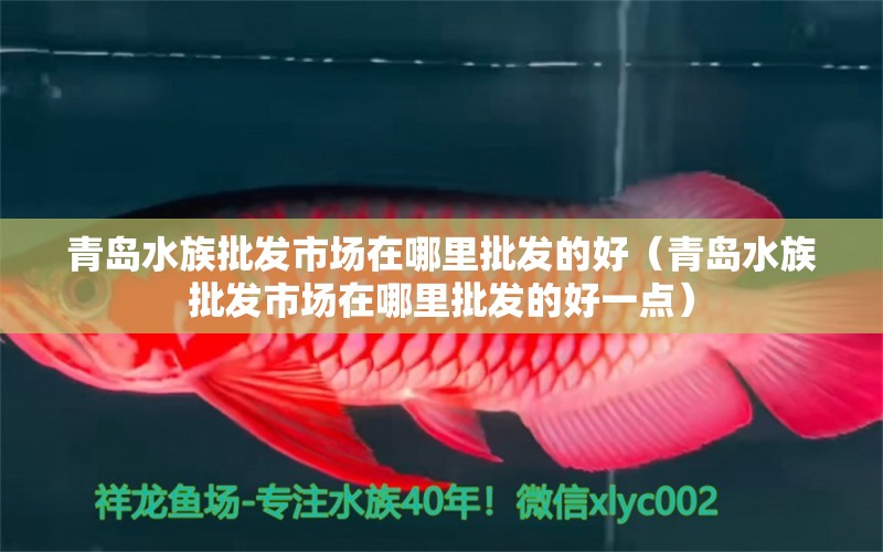 青島水族批發(fā)市場在哪里批發(fā)的好（青島水族批發(fā)市場在哪里批發(fā)的好一點）