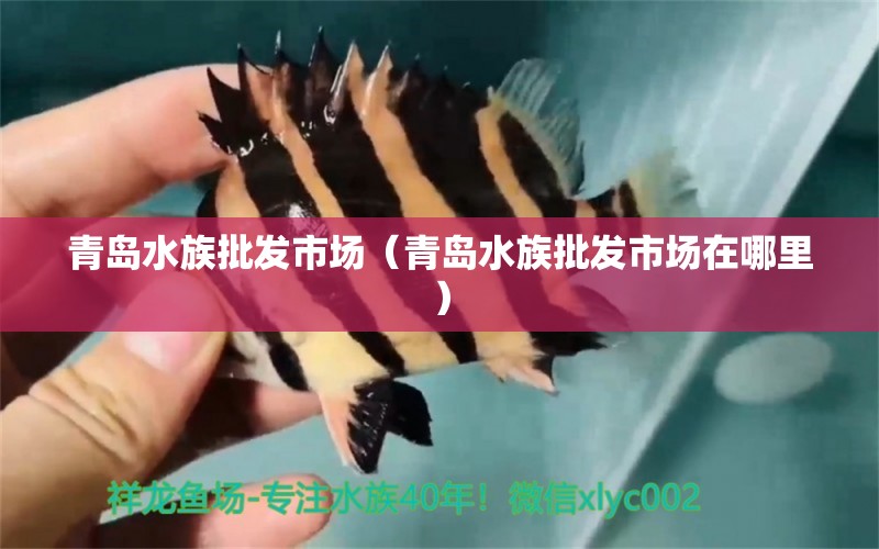 青島水族批發(fā)市場(chǎng)（青島水族批發(fā)市場(chǎng)在哪里） 觀賞魚水族批發(fā)市場(chǎng)