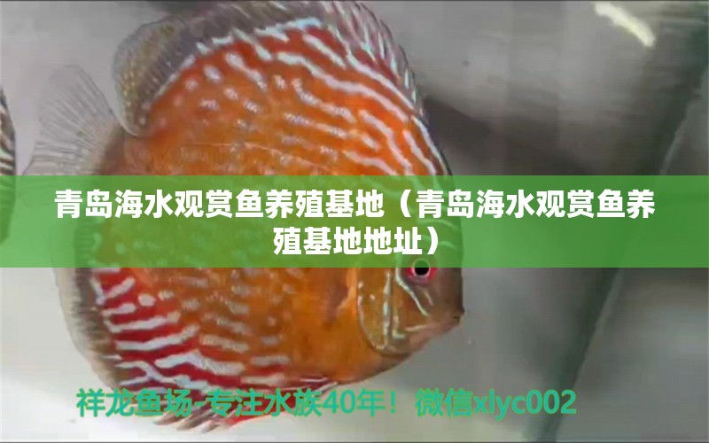 青島海水觀賞魚(yú)養(yǎng)殖基地（青島海水觀賞魚(yú)養(yǎng)殖基地地址） 觀賞魚(yú)市場(chǎng)（混養(yǎng)魚(yú)）