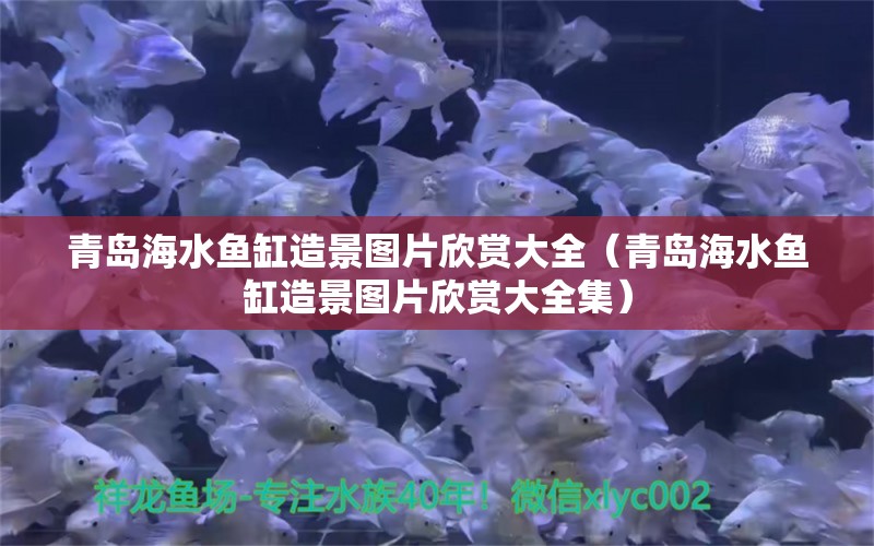 青島海水魚缸造景圖片欣賞大全（青島海水魚缸造景圖片欣賞大全集）