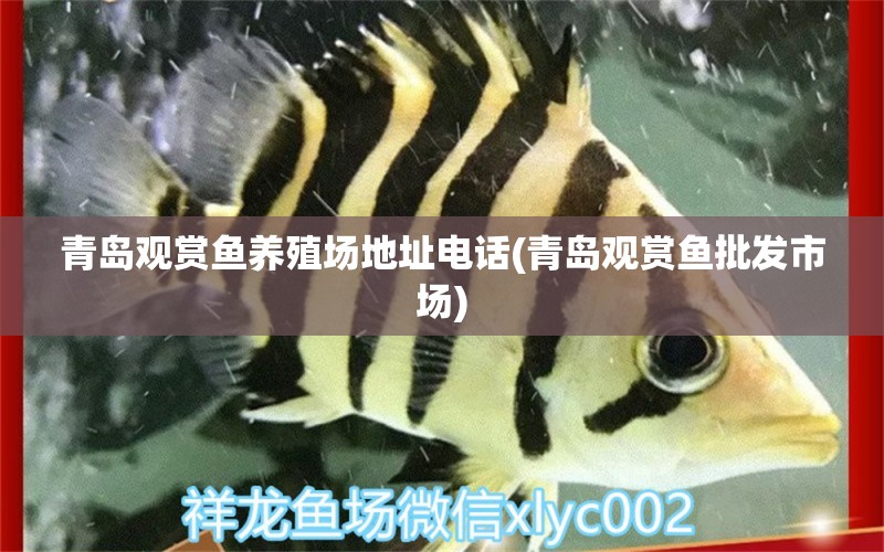 青島觀賞魚養(yǎng)殖場地址電話(青島觀賞魚批發(fā)市場) 觀賞魚批發(fā)