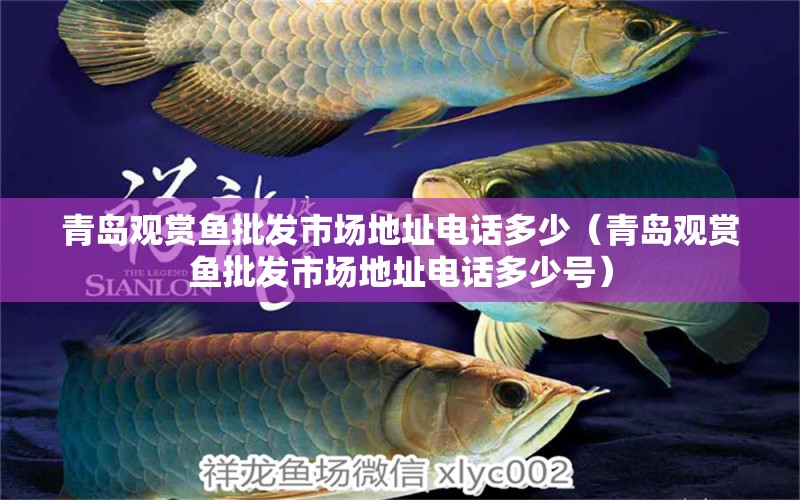 青島觀賞魚批發(fā)市場(chǎng)地址電話多少（青島觀賞魚批發(fā)市場(chǎng)地址電話多少號(hào)）