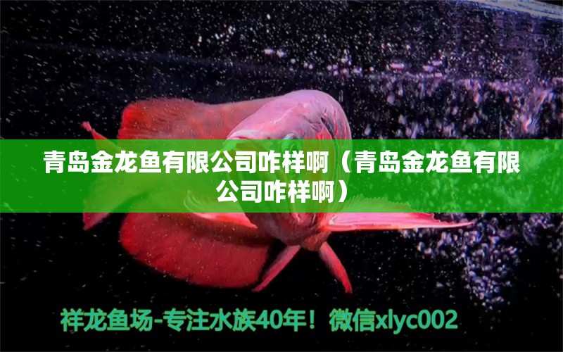 青島金龍魚有限公司咋樣?。ㄇ鄭u金龍魚有限公司咋樣?。? title=