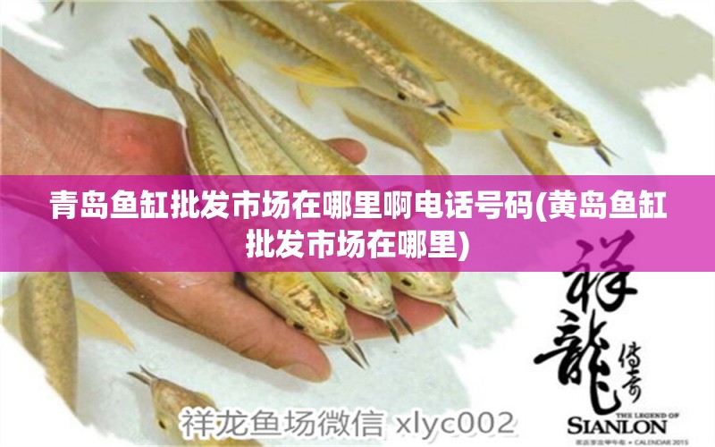 青島魚缸批發(fā)市場在哪里啊電話號碼(黃島魚缸批發(fā)市場在哪里) 肥料