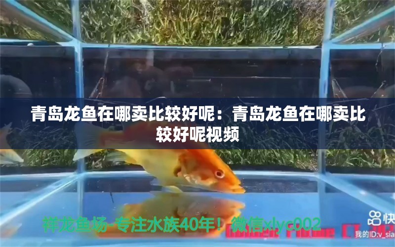 青島龍魚在哪賣比較好呢：青島龍魚在哪賣比較好呢視頻 觀賞魚市場（混養(yǎng)魚）