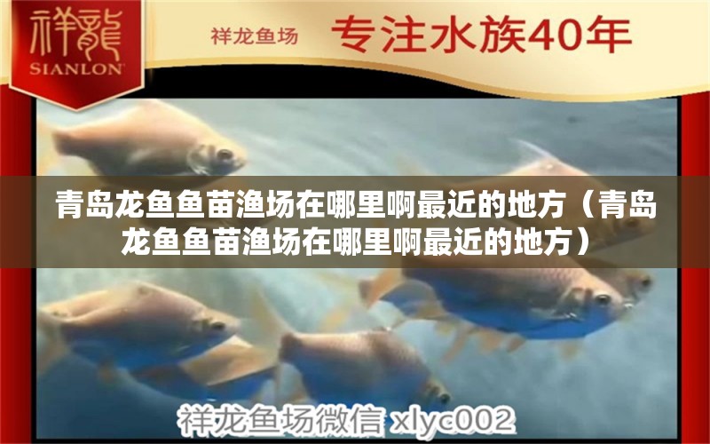 青島龍魚魚苗漁場在哪里啊最近的地方（青島龍魚魚苗漁場在哪里啊最近的地方）