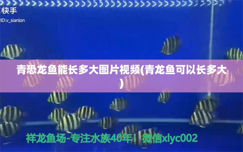 青恐龍魚(yú)能長(zhǎng)多大圖片視頻(青龍魚(yú)可以長(zhǎng)多大) 青龍魚(yú)