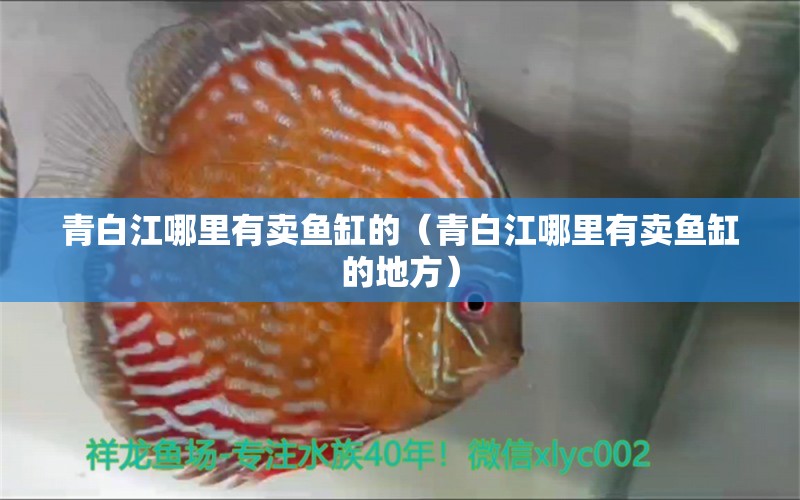 青白江哪里有賣魚缸的（青白江哪里有賣魚缸的地方）