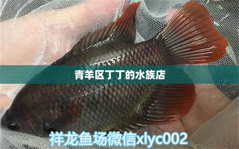 青羊區(qū)丁丁的水族店 全國(guó)水族館企業(yè)名錄